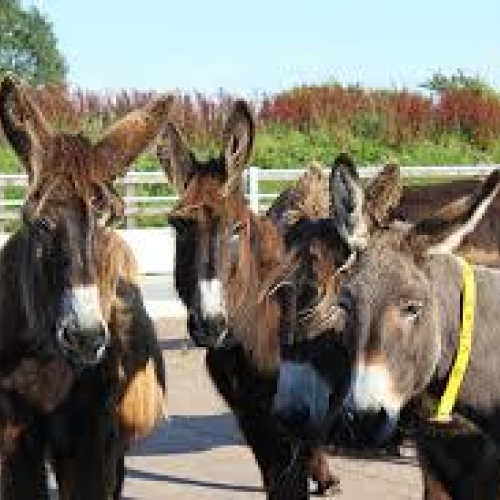 The Donkey Sanctuary Careers