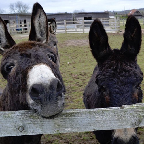 The Donkey Sanctuary | Careers